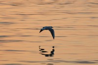 /album/galleria-foto/a1381742-10200676096697192-864251064-n-jpg/