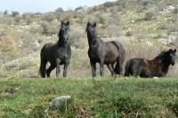 /album/galleria-foto-escursioni-con-passopasso-trekking/a1797523-1394346397510751-4131854703824939347-n-jpg/